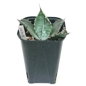 希少種❗️大型❗️アガベ 直径約30cm 楽天市場】アガベ（サイズ（植木鉢）10 ～ 12号）（花・観葉植物