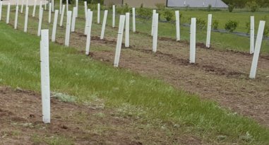 24" Miracle Tree Tube (10) #TOP4