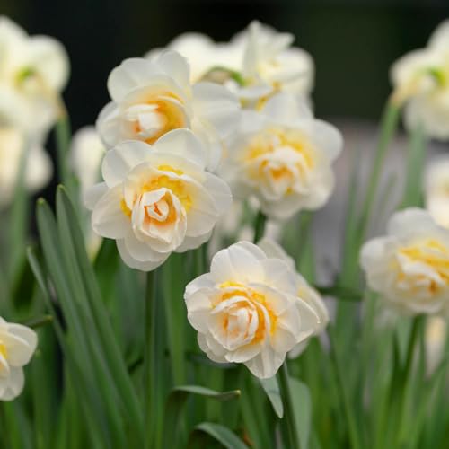 YouGarden Narcissus 'Bridal Crown', 15 Bulbs Size 12/14, Fragrant, Spring Double Daffodil, Garden Colour