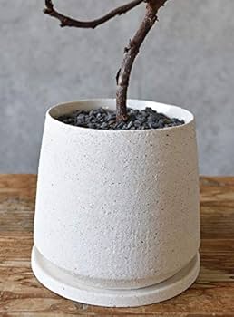 Amazon｜観葉植物 本物 フィカス・リラータ・バンビーノ 曲がり