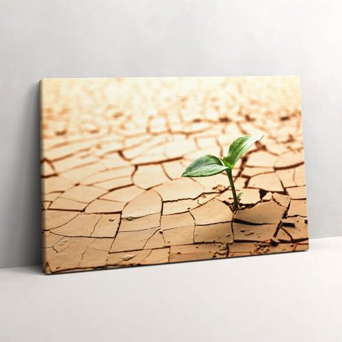 Tableau photo sur toile Planter en sol sec Wallfluent pour bureau élégant
