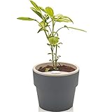 Vaso Auto Irrigável M Horta Vasos Para Plantas Tempero Flores, OU, Chumbo