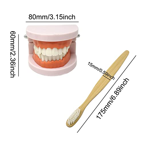 Image of Honbay 1PCS Plastic Standard Teeth Model Adult Mouth Dental Demonstration Model with Toothbrush for Teaching Supplies and Clean Display