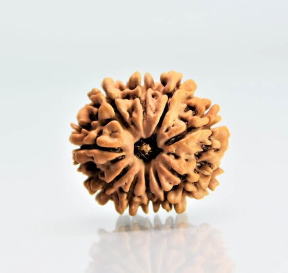 Gemstone Industry 10 Mukhi Rudraksha Original Certified Genuine Ten ...