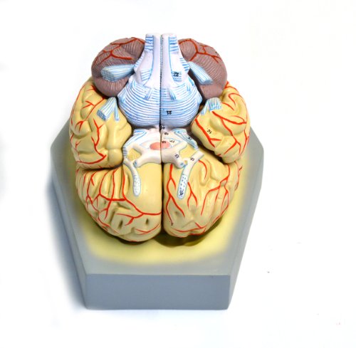 Image of Eisco Labs Model, Human Brain, with Arteries, 9 Parts