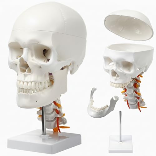 人体模型 頭蓋骨 解剖学的マーカー付き 人体模型 頭蓋骨 解剖学的マーカー付き 人体模型 頭蓋骨 解剖学