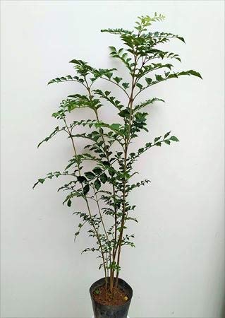 Amazon | シマトネリコ 株立 100 常緑樹！ | 植木