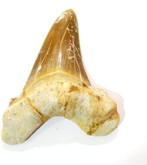 otodus sokolovi Fossil (Fossils) DAK401