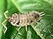 Pocket Pets Live Dalmation Roly Polys! Rolie Polie Isopods