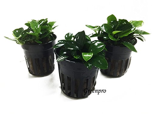 Greenpro Anubias Nana Petite Live Aquarium Plants Fish Tank Decorations Freshwater Plant #TOP4