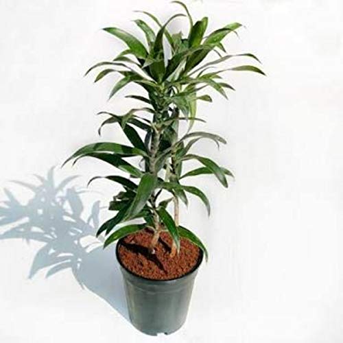 NurseryServe Pleomele Song of India Air Purifying Green Live Indoor Plants (Included Pot) (B08HGVVL5Q) Amazon Price History, Amazon Price Tracker