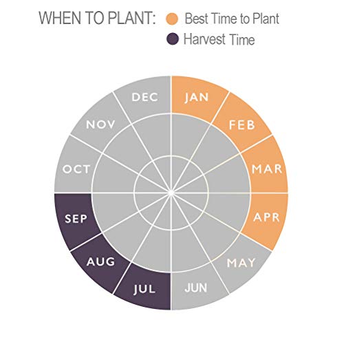 50 x Onion Centurion Bulbs- High Yielding – Great to Store Over Winter- Perfect to Cultivate in Your Kitchen Garden - Image 3