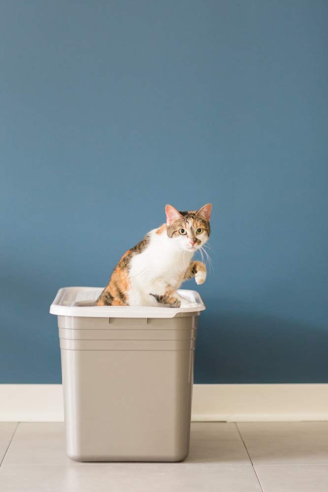 Petmate Top Entry Litter Pan Cat Litter Box Brushed Nickel/Pearl White