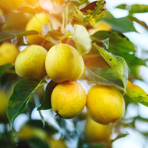 Live Pear Tree 10 Inch Tall, Cold Hardy Pear Fruit Tree for Yard, Garden and Home Orchard Growing