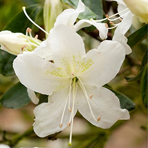 YouGarden Rhododendron 'Geisha White', Established Plant in 9cm Pot, Ready to Plant