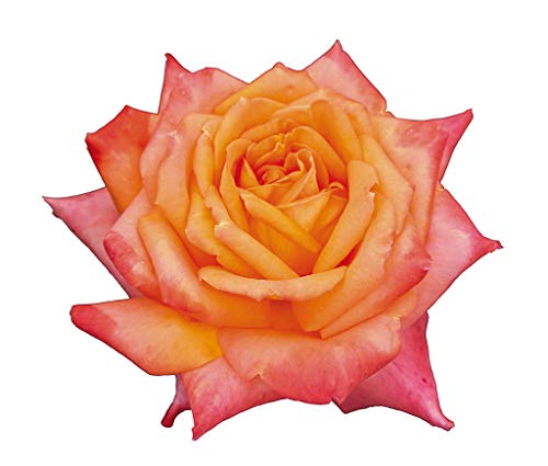 Esotica®, rosa viva rifiorente di Rose Barni®