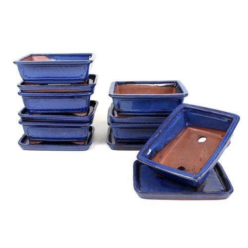 PLANETA HUERTO | Tiesto Bonsái Rectangular 20 cm con Plato Azul – Maceta Elegante y Funcional para Bonsáis Pequeños