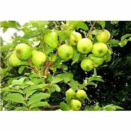 Image of Taiwan Green Skin White Flesh Seedless Sweet Guava or Amrud Air Layered Fruit Hybrid Grafted Live plant (Thai 7 Variety) for Your Home Garden (Pack Of 10)