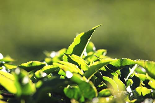 SOUTH INDIA TEA HOUSE ニルギリ紅茶 Billimalai BOP