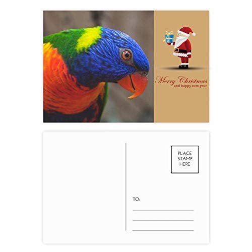 Cartes postales perroquet et Père Noël : lot de 20 pour ne plus manquer de cartes