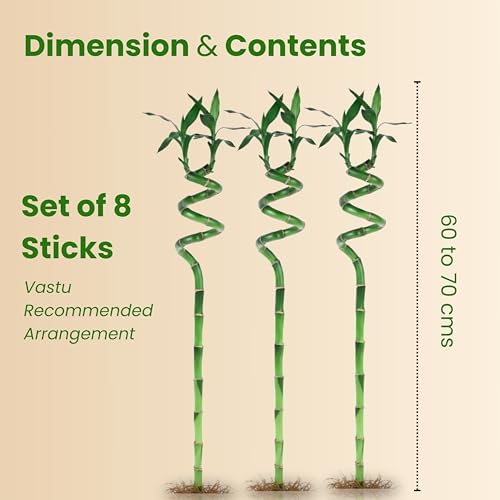 Image of Amulya Farms Lucky Bamboo Plants for Home Decoration | Bamboo Plant 70cms Set of 8 Sticks | Live Indoor Plants For Home | Indoor Feng Shui &plants for home Vastu Plants for Prosperity