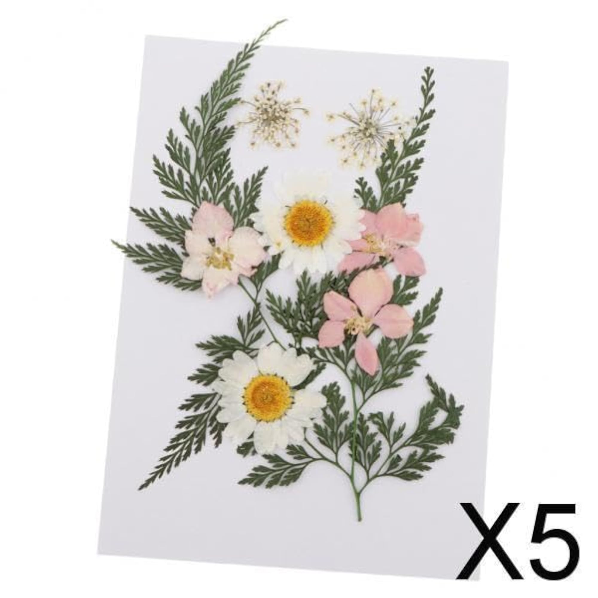 Pressed Leaves Natural Dried Flowers for Scrapbooking Cards
