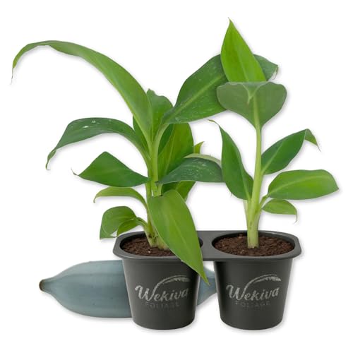 Ice Cream Banana Tree - Blue Java - 2 Live Starter Plants - Musa Acuminata Balbisiana - Edible Fruit Bearing Tree for The Patio and Garden
