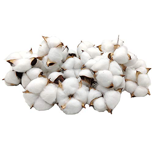 Bolas de algodón naturales Aisamco de 30 piezas para decoración rústica de jarrones en el hogar 2