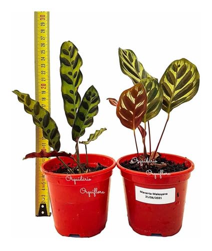 Kit 2 Mudas Maranta Cascavel E Pavão Com Plantas Naturais Exóticas Raras