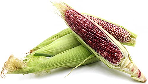 GO7 Red corn seeds, Hybrid Seed, Organic Red Corn Seed, pack of 1, ( 450 pic ) (B09HMTFND8) Amazon Price History, Amazon Price Tracker