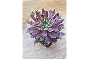 Averill Sempervivum, the Jewel of Petal Leaf Succulents