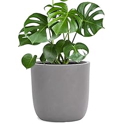 Maceteros Chinos Amazon Pflanzwerk® Jardinera Fibra de Vidrio Cup Ø27cm Gris *Maceta a Prueba de heladas* *Protección UV* *Calidad Europeo*