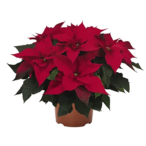Flor de Pascua Premium DECOALIVE Planta Natural Regalo de Navidad Poinsettia