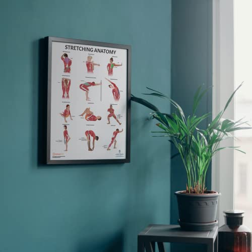 Image of Anatomy Lab Stretching and Yoga Anatomy Poster Set | 2 PACK LAMINATED, Anatomy and Physiology Poster, 17.3 x 22.5 Inches, Human Anatomy Poster