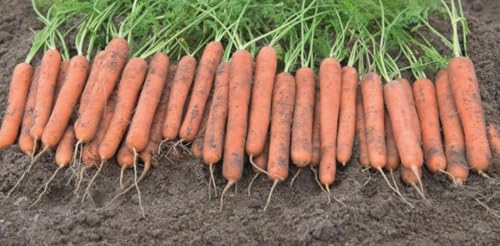 Vegetable - Carrot - Mokum F1-500 Seeds