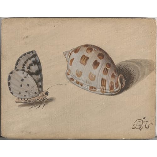Poster art print papillon bleu et coquillage en impression haute qualité