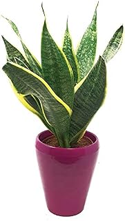The Invincible air purifying Plant ! - Sansevieria trifasciata - Mother in Laws Tounge