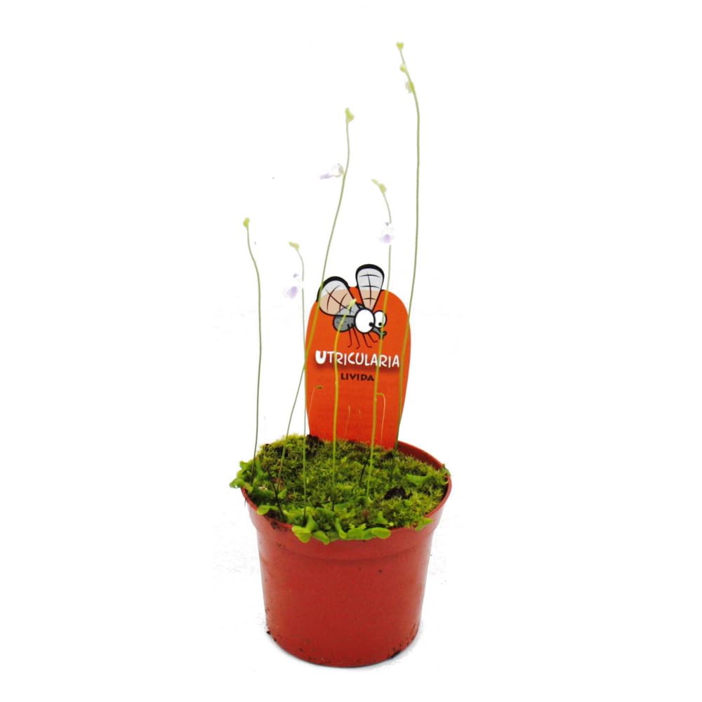 Plante carnivore - Tuyau d'eau - Utricularia - Pot de 9cm - Rareté
