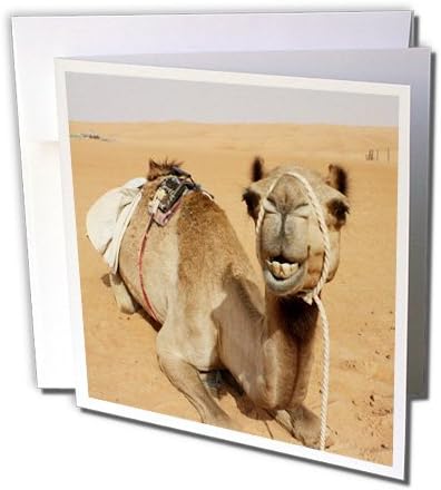 278 Oman Bedouin Stock Photos, High-Res Pictures, and Images - Getty Images Albomデザイン動物 – SmilingキャメルResting At Bedouin Campのオマーンフォトby Rhonda