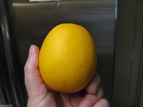 Vine Peach Melons Seeds (Cucumis melo) a.k.a. Mango Melon,(100 Seeds)