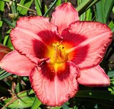 Amazon.com : Raspberry Ruffles Daylily Root,Spectacular Flowering ...
