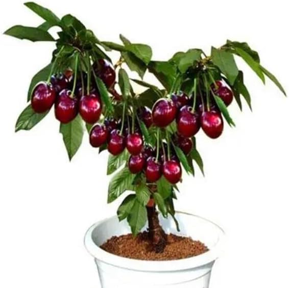 Miniatura 6 de Semilla de planta viva de cerezo negro 15-17 pulgadas de altura Prunus serotina ideal para plantar en patios de hogar y jardín