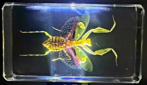 Image of 2.9 inch Real Jeweled Flower Mantis in Crystal Clear Lucite Resin Specimen Preserved Creobroter Gemmatus Insect Taxidermy Collection for Biology Science Education & Desk Ornament Display