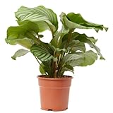 Verdecora Calatea | Calathea, Maranta | Planta natural de interior | Fácil de cuidar | Diseño único (Maceta 3L)
