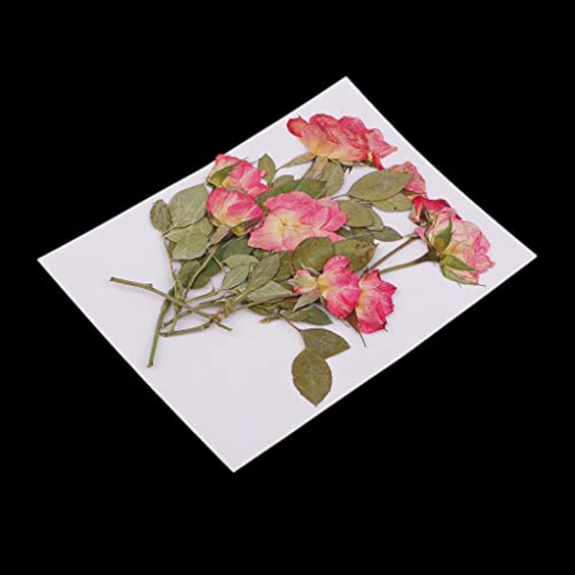 Real Pressed Dried Flowers Rose with Leaves for Craft