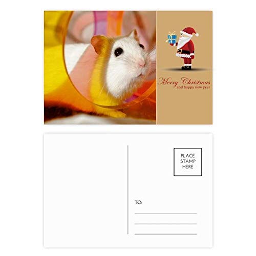Carte postale remerciement rat blanc lot de 20 pour papeterie de deuil animalier
