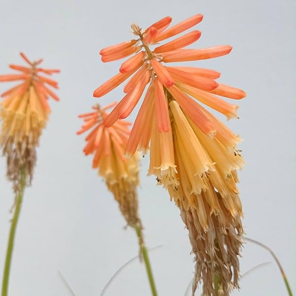 41Sk8LlasrL._AC_UF1000,