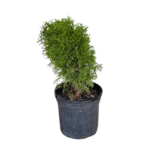 Little Green Arborvitae, 1-Gallon Size - Dwarf Evergreen Shrub 'Thuja...