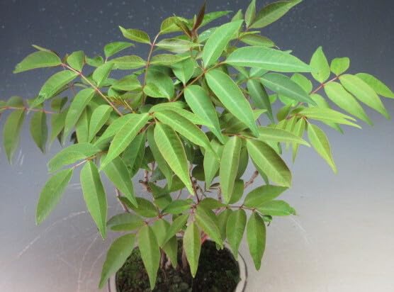 Amazon.co.jp: 盆栽 ハゼの寄せ植え盆栽（現品）（801575） : DIY