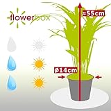 Zoom IMG-2 areca dypsis lutescens altezza ca Zoom IMG-2 areca dypsis lutescens altezza ca